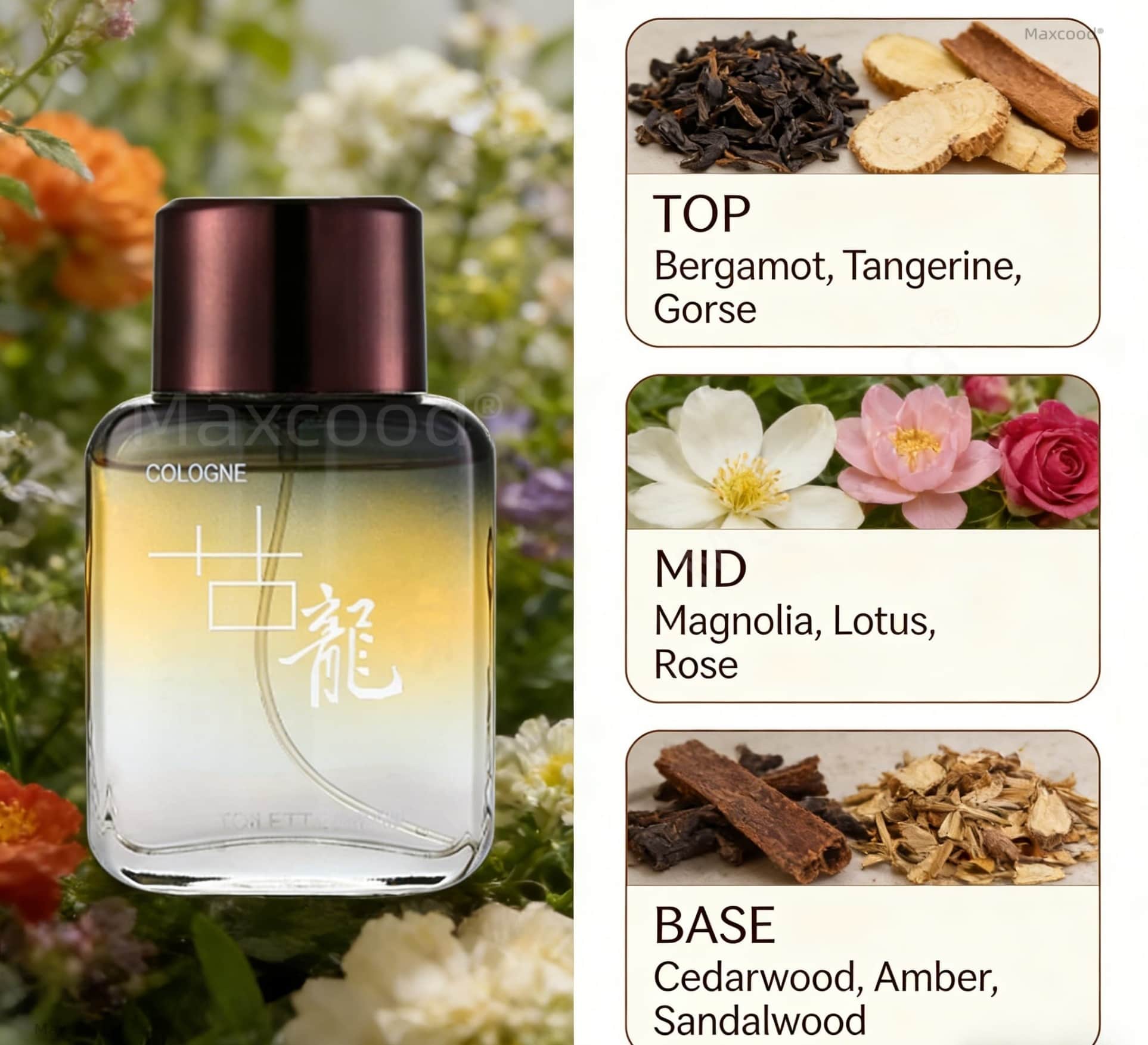 Maxcood A Citrus Men Cologne P - Perfume Fragrance Free ulasan dan harga